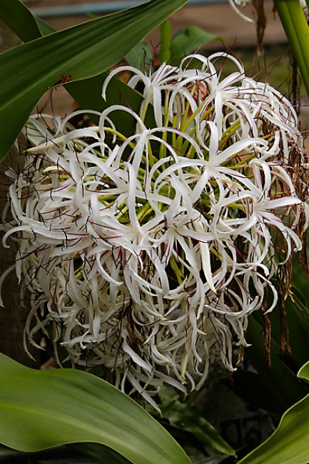 Fleurs MAI11-004
